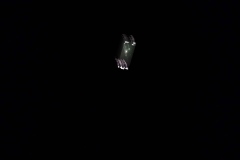 20240907_222205_resized